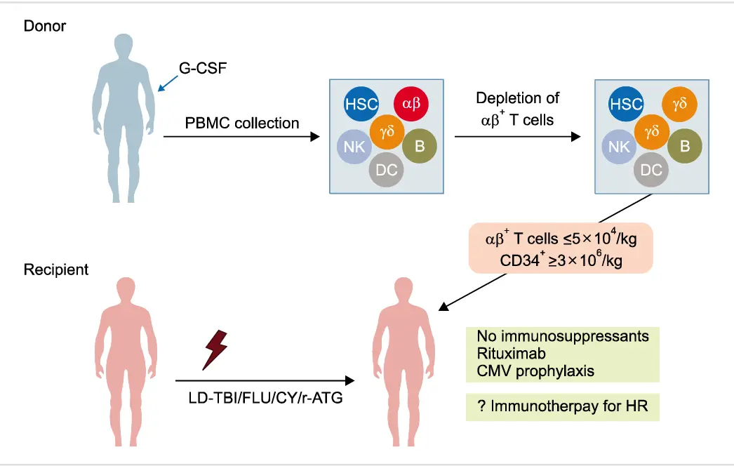 Haploidentical Bone Marrow Transplantation