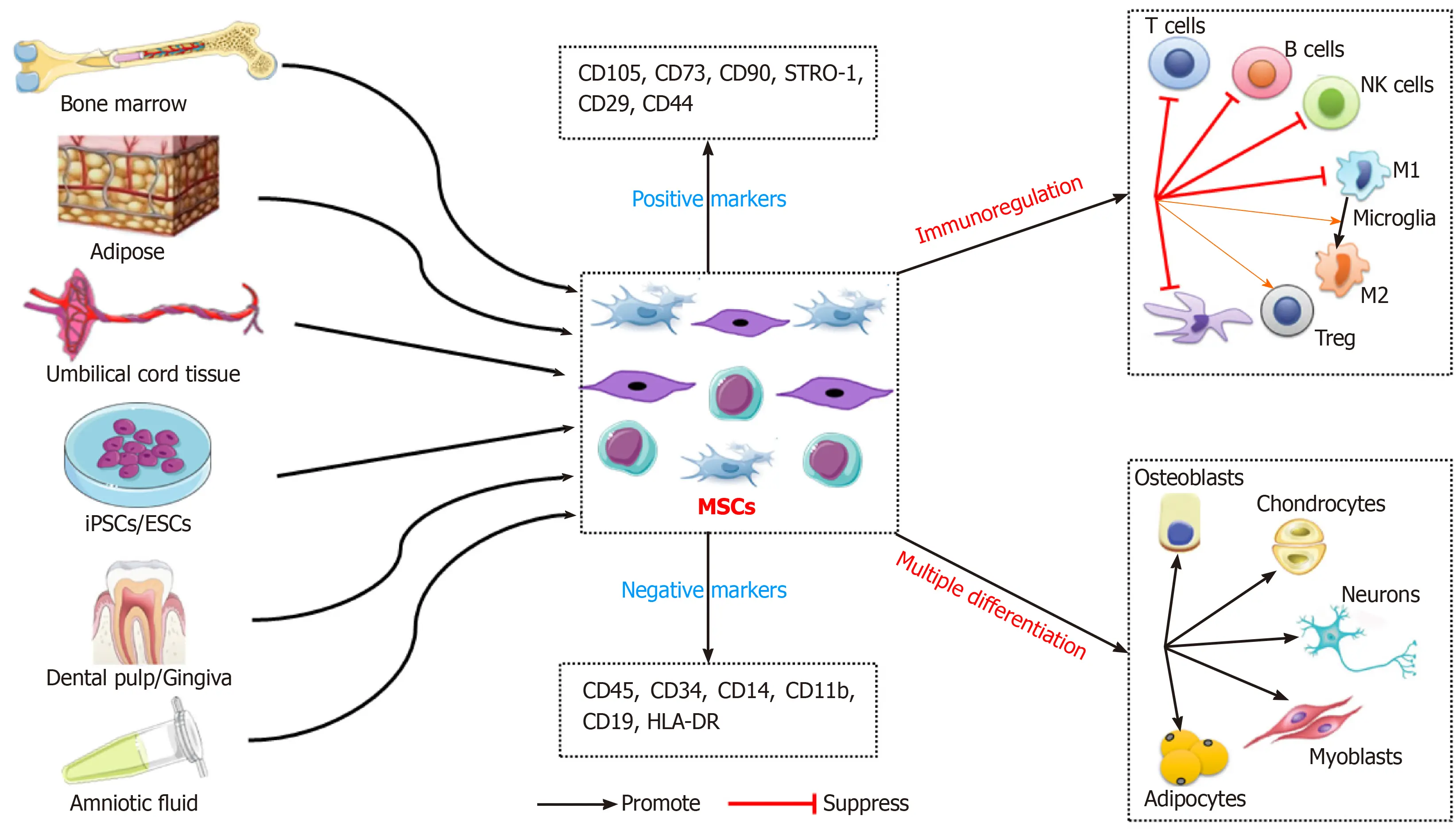 Mesenchymal Stem Cell Therapy