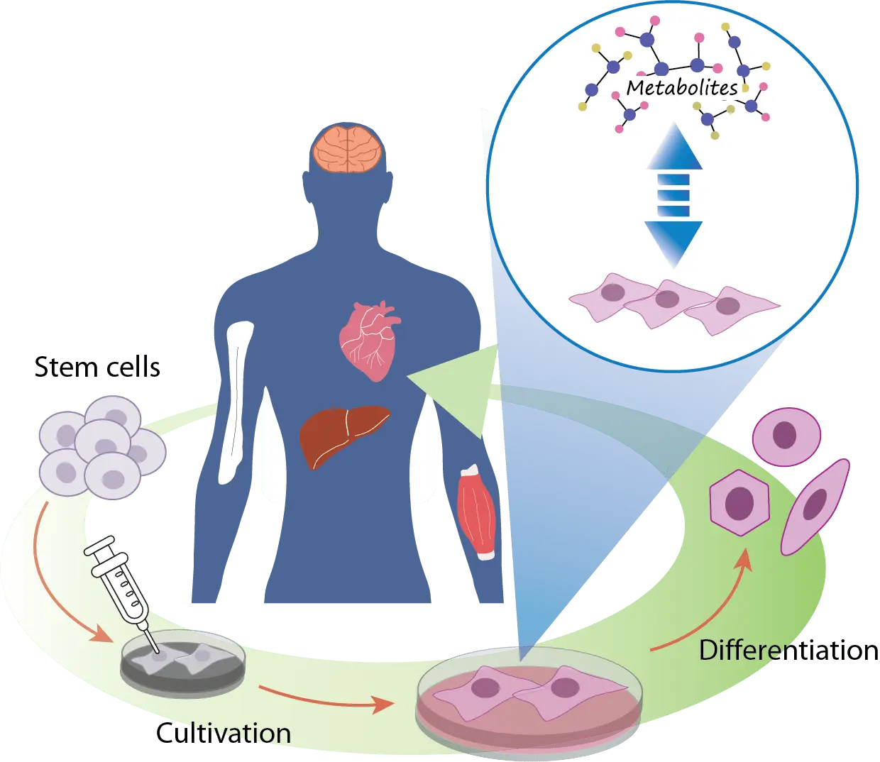 Regenerative Medicine